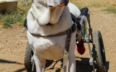 Finding Forever Homes: Inside Austin Pets Alive’s Journey to Rehome Long-Stay Dogs