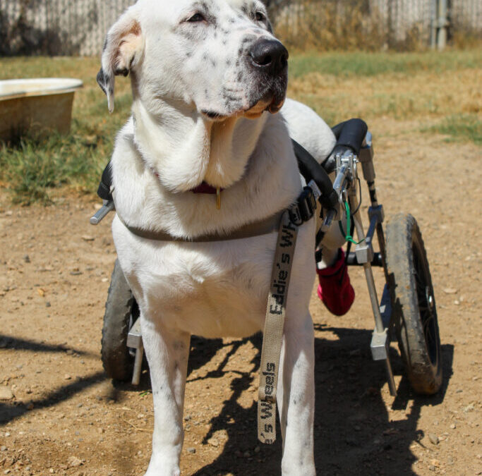 Finding Forever Homes: Inside Austin Pets Alive’s Journey to Rehome Long-Stay Dogs