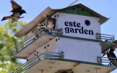 From Soil to Service: The Story of East Austin’s Este Garden