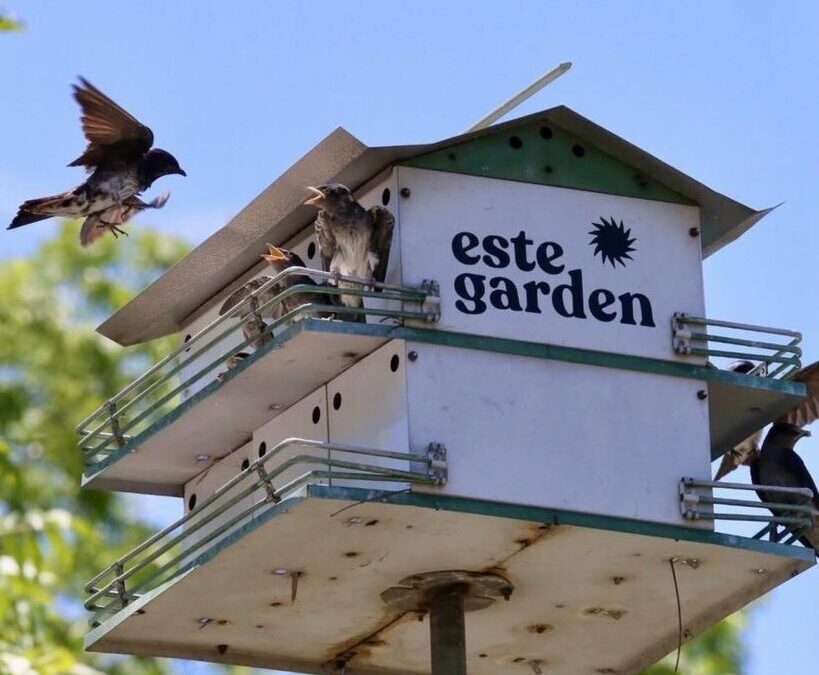 From Soil to Service: The Story of East Austin’s Este Garden